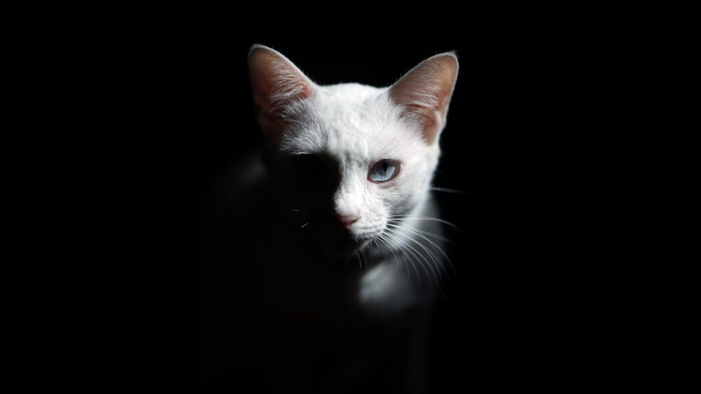 gato suspenso Por si puedes dormir